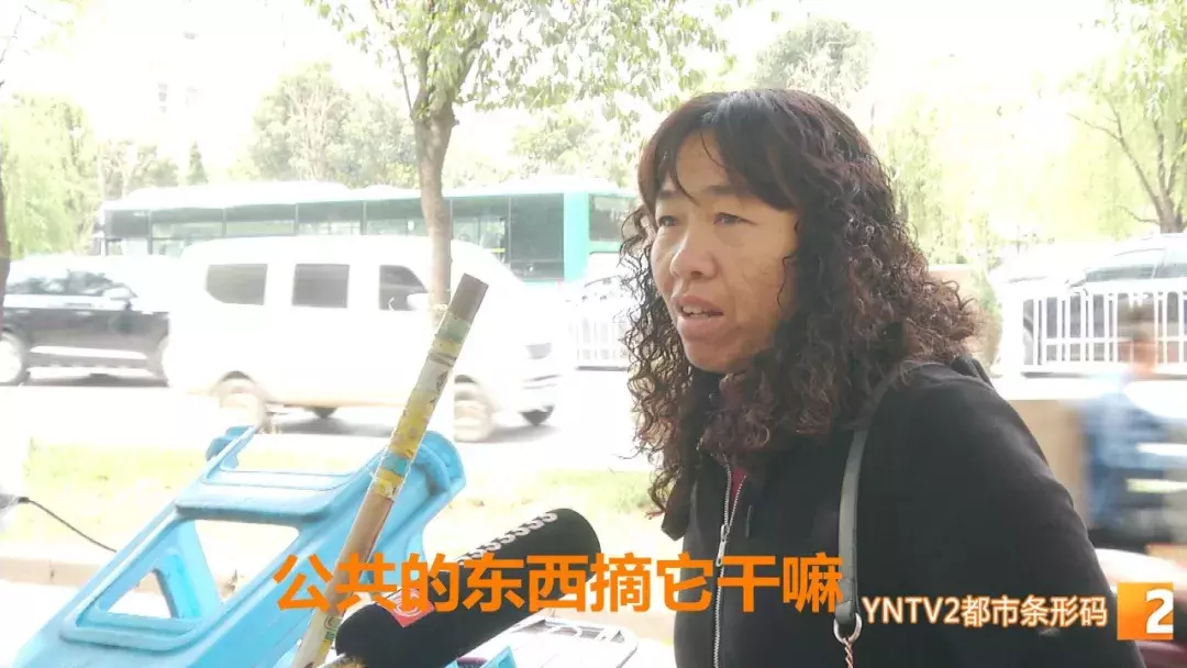 注意！路边的这种“樱桃”熟了千万别摘！专家建议别吃！