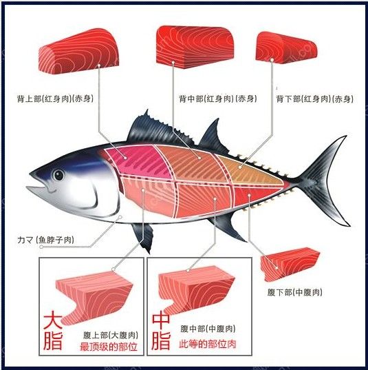 不想在吃日本料理时一脸懵然，就来认识一下这些字都是些什么鱼