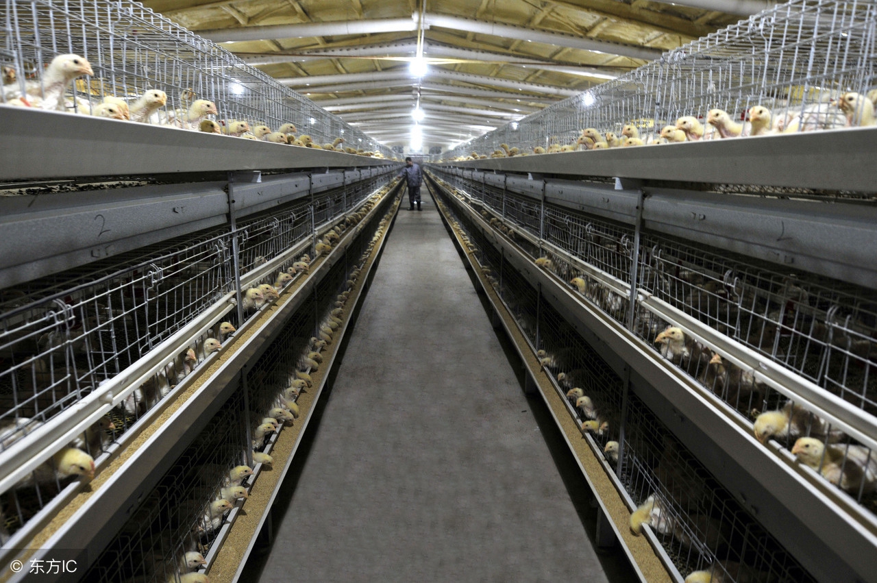 养鸡场管理制度(规模化养鸡场高效管理十要素，负责人定要学习！)
