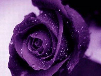 最新十二星座的幸运花、双子座（紫玫瑰）上篇