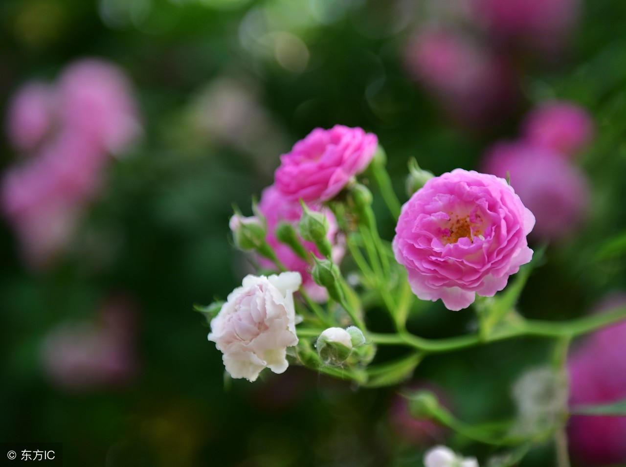 暮春时节，百花残落，蔷薇枝头盈沃沃——十首蔷薇花咏赞