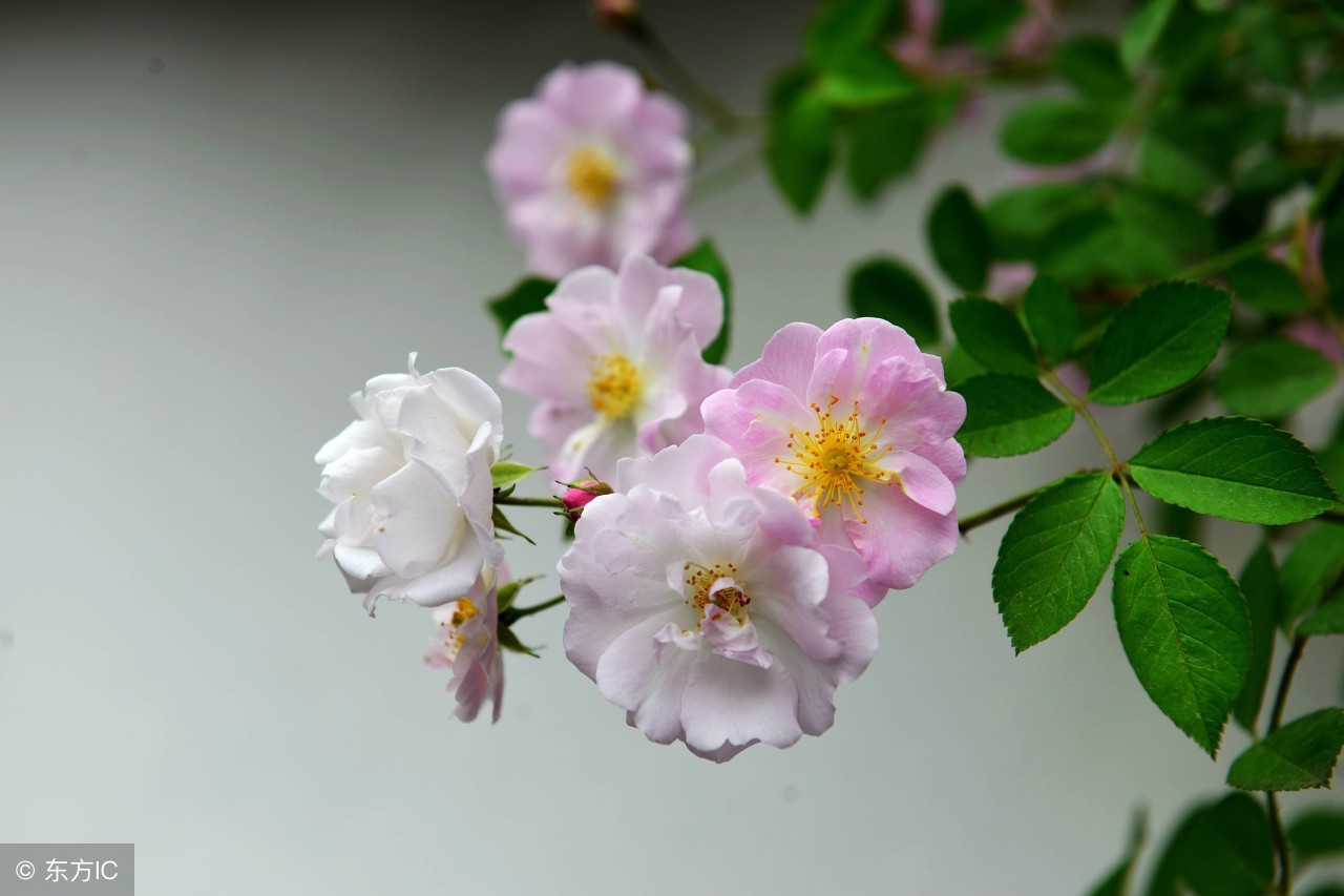 暮春时节，百花残落，蔷薇枝头盈沃沃——十首蔷薇花咏赞