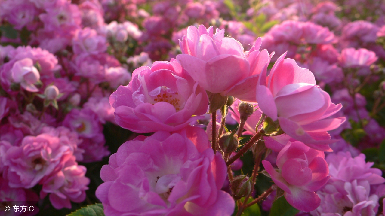 暮春时节，百花残落，蔷薇枝头盈沃沃——十首蔷薇花咏赞