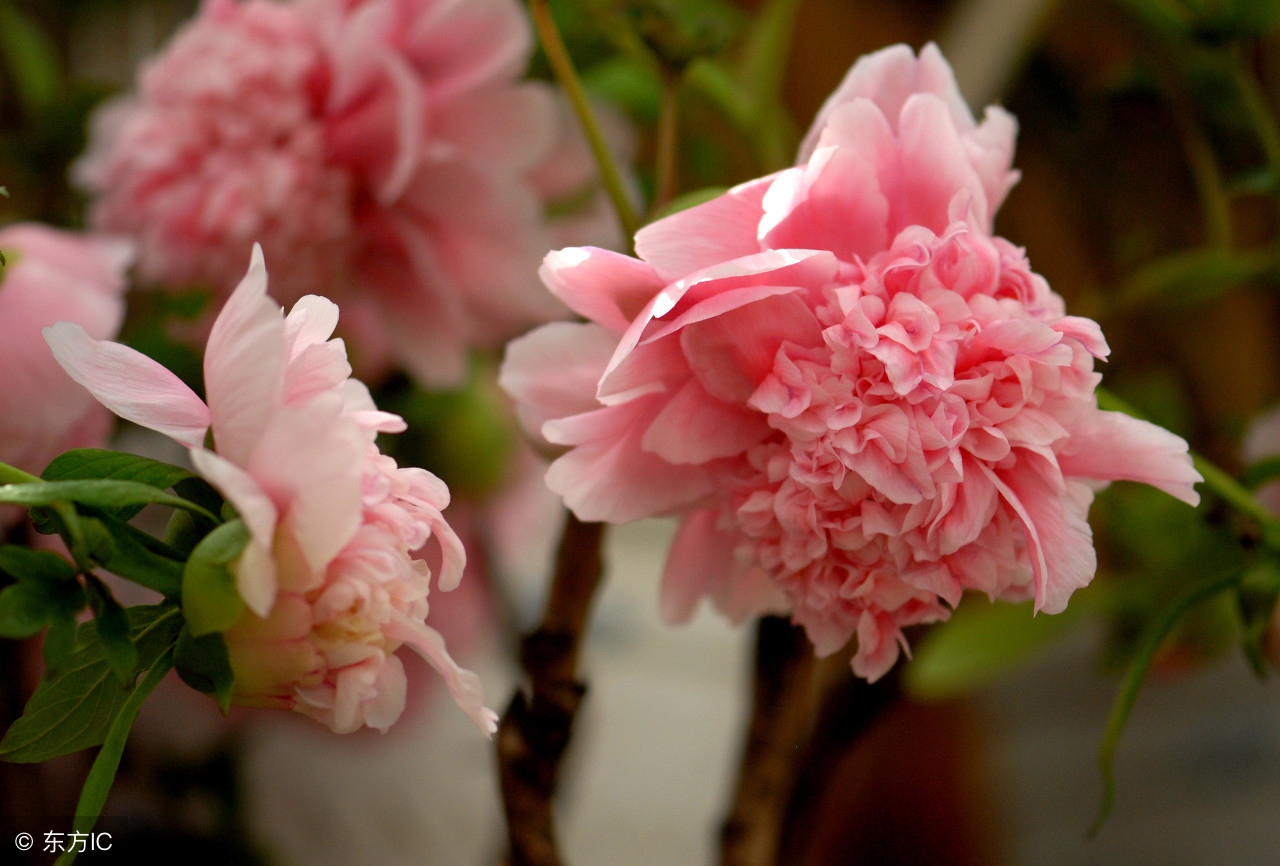 暮春时节，百花残落，蔷薇枝头盈沃沃——十首蔷薇花咏赞