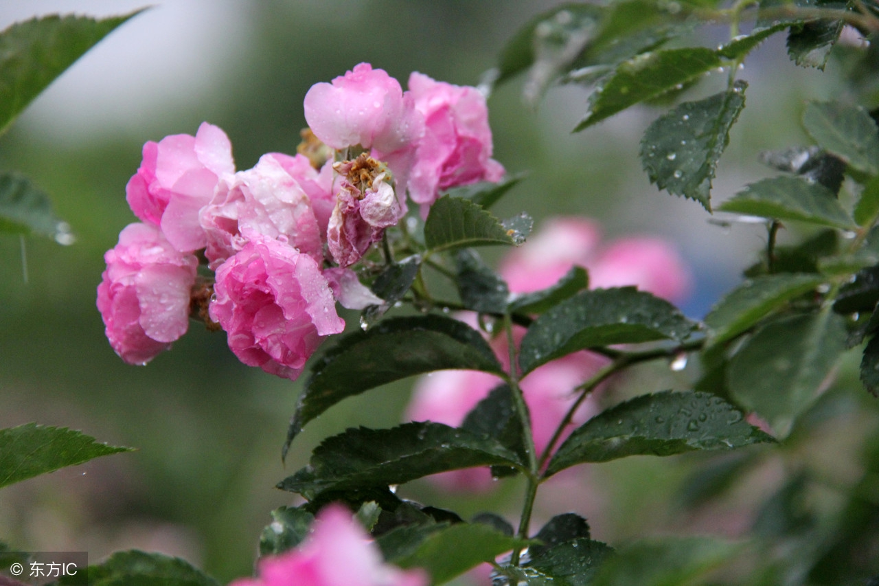 暮春时节，百花残落，蔷薇枝头盈沃沃——十首蔷薇花咏赞