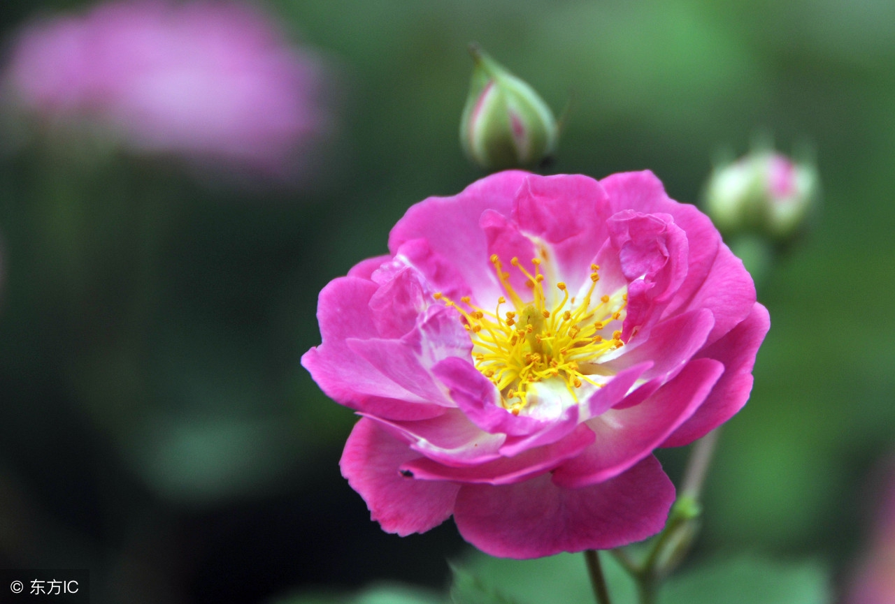 暮春时节，百花残落，蔷薇枝头盈沃沃——十首蔷薇花咏赞