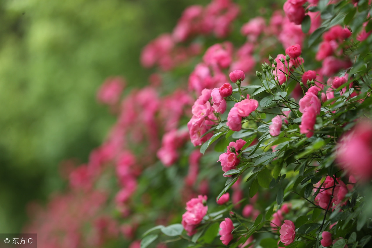 暮春时节，百花残落，蔷薇枝头盈沃沃——十首蔷薇花咏赞