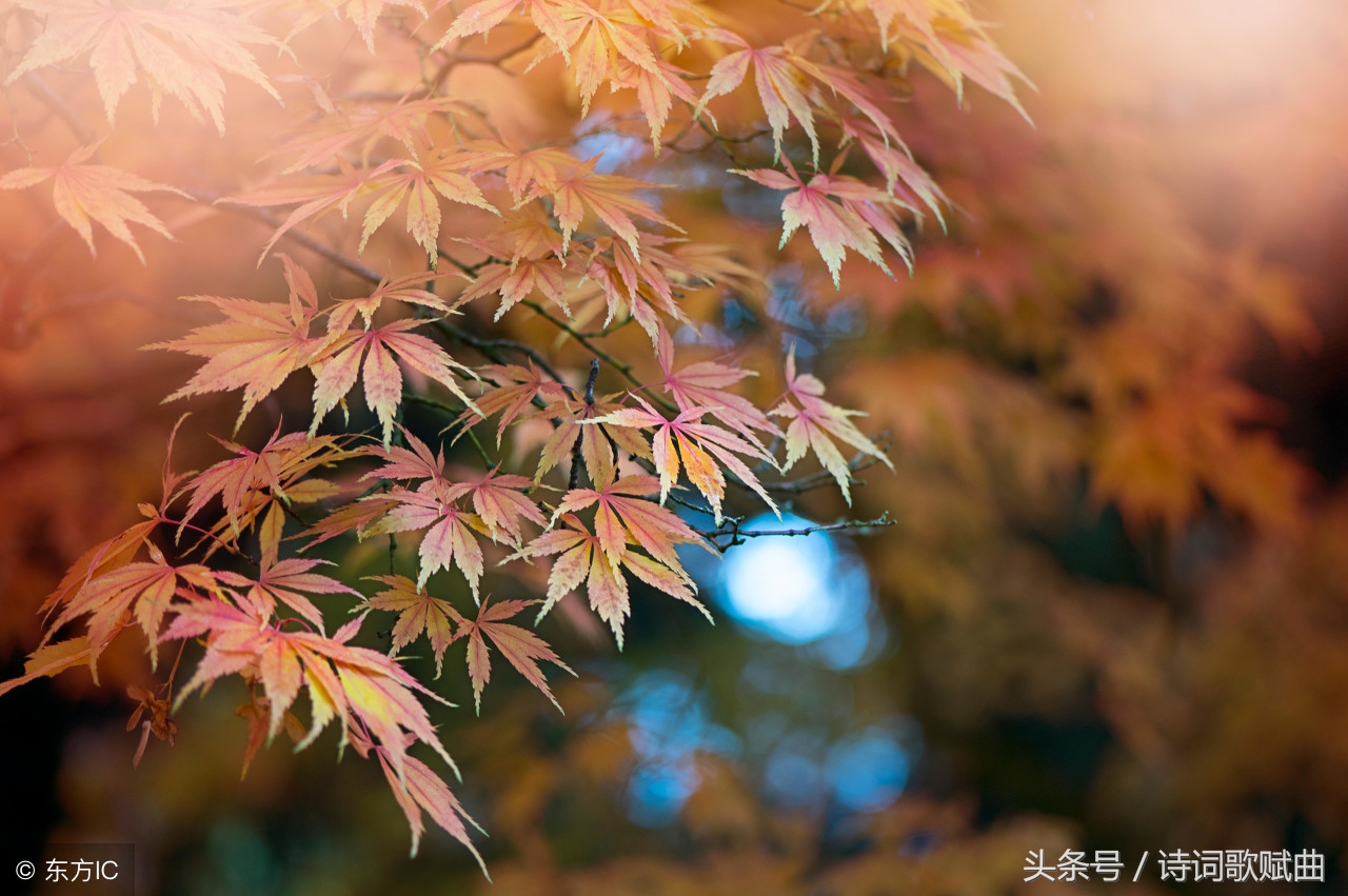 禅意一指流沙，人生一段芳华，让人心灵洗礼和净化的九句话