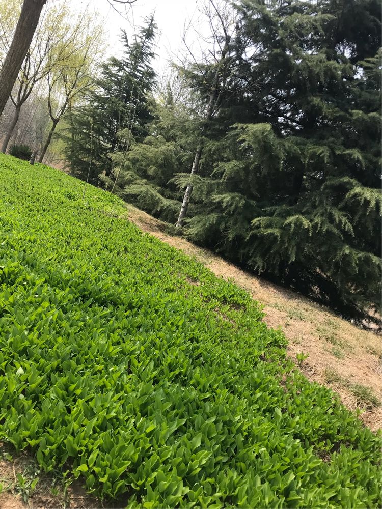 烟花三月，醉美春天