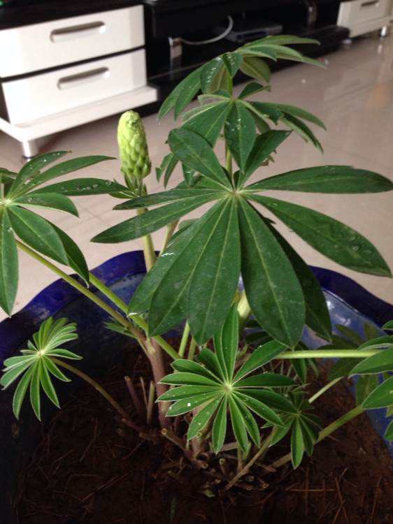 鲁冰花种植方法和时间（有关鲁冰花的栽培方法）