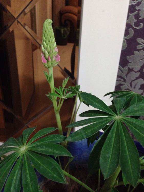 鲁冰花种植方法和时间（有关鲁冰花的栽培方法）