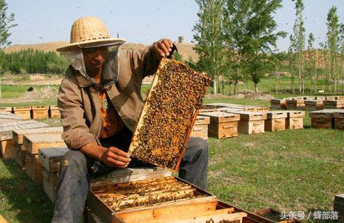 什麼時候是購買日本蜜蜂的最佳時間 有經驗的養蜂人選擇4月至5月 天天看點