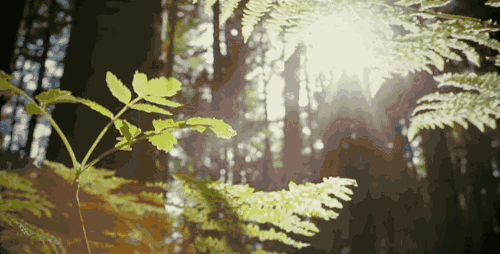 风正轻，阳正好，来沙坪坝浅歌慢行，醉看春色吧！