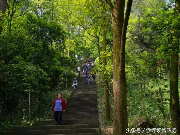 风正轻,阳正好,来沙坪坝浅歌慢行,醉看春色吧!