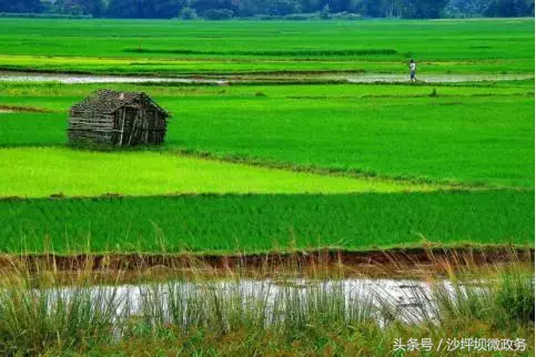 风正轻,阳正好,来沙坪坝浅歌慢行,醉看春色吧!