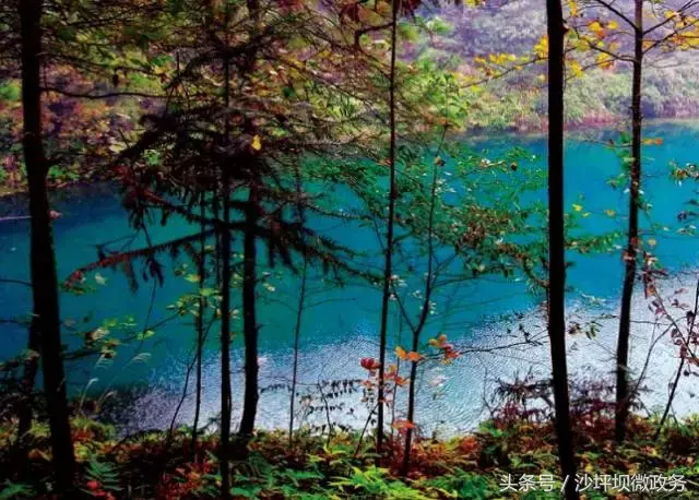 风正轻,阳正好,来沙坪坝浅歌慢行,醉看春色吧!