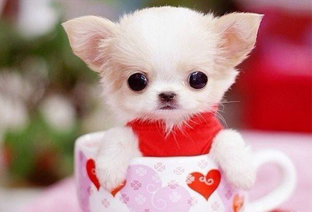 虽然说茶杯犬看起来很小,但是本身还是非常珍贵的,而