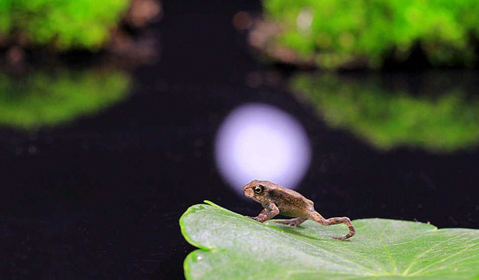一夜蛙声连雨声,在古诗词里听蛙鸣,给人一份夏日的清凉