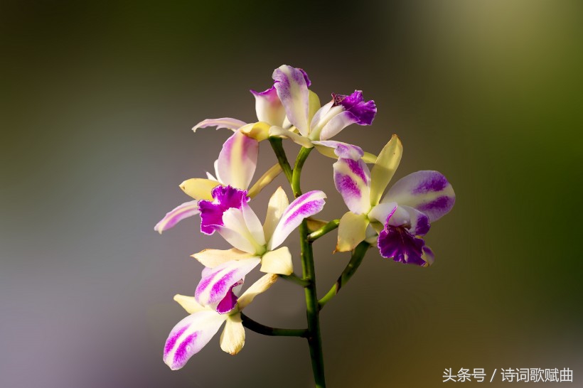 意境最优美的十首诗词，句句经典至极