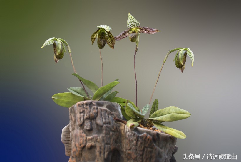 意境最优美的十首诗词，句句经典至极