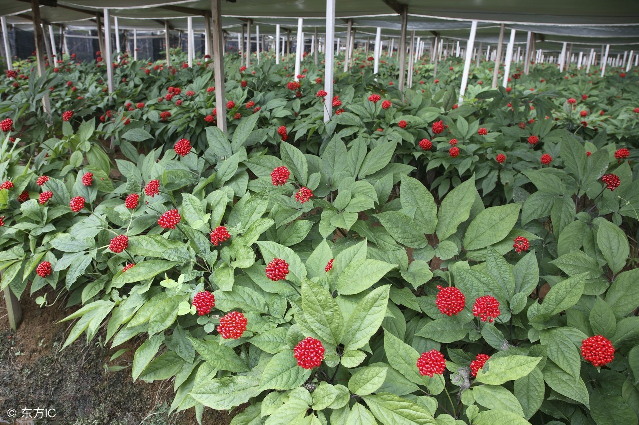 目前,吉林产区的人参主要种植在白山市抚松县,靖宇县,长白县,临江市