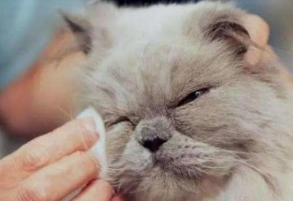 不知道为什么，家里的猫咪总是流眼泪，有什么好的办法解决吗？