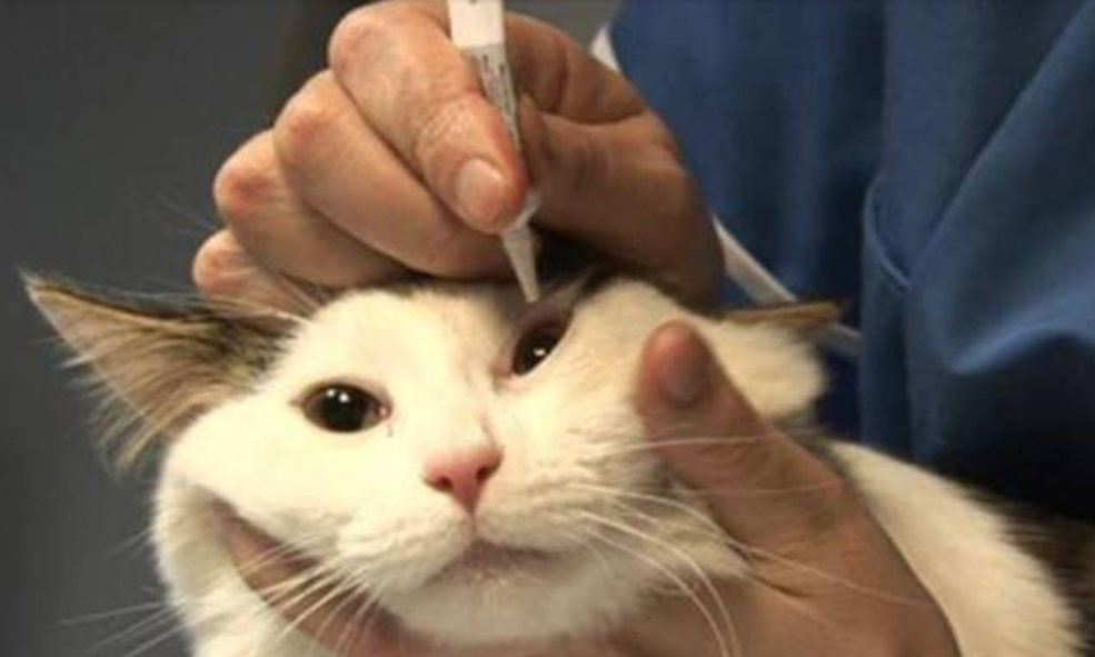 不知道为什么，家里的猫咪总是流眼泪，有什么好的办法解决吗？