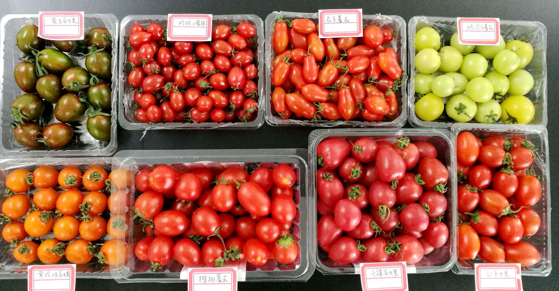 圣女果品种「精华」