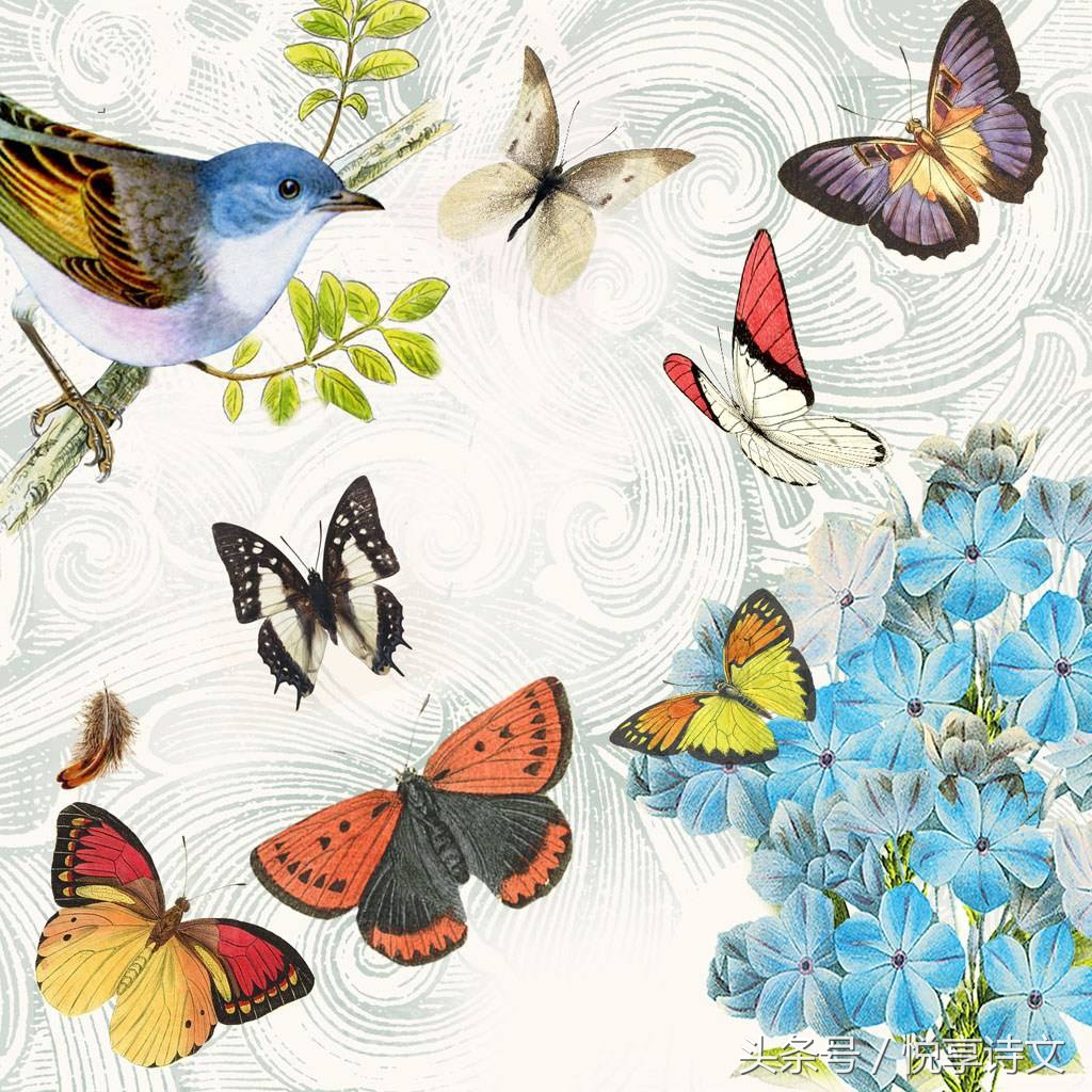 描写蝴蝶在花间飞舞的诗句「有哪些」 -语文-巧兔教学