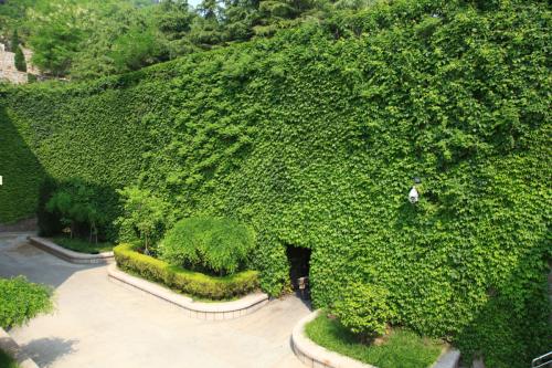 爬山虎植物图片（图文讲解爬山虎的真正样子）