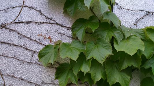 爬山虎植物图片（图文讲解爬山虎的真正样子）