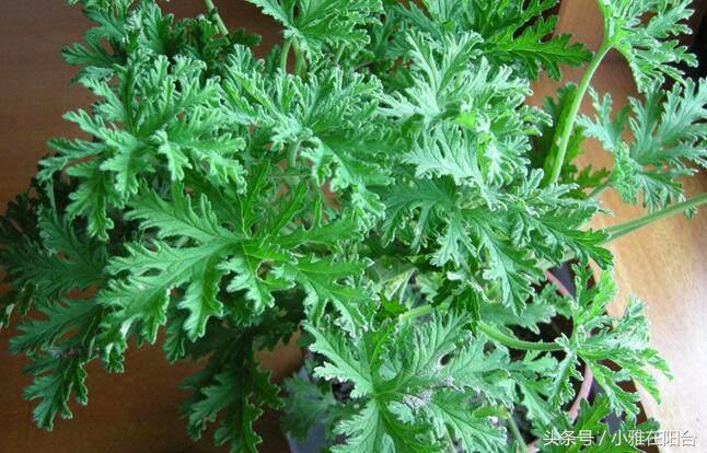 多彩驱蚊驱蝇香花怎么养忌讳什么「干货」 -骁龙网