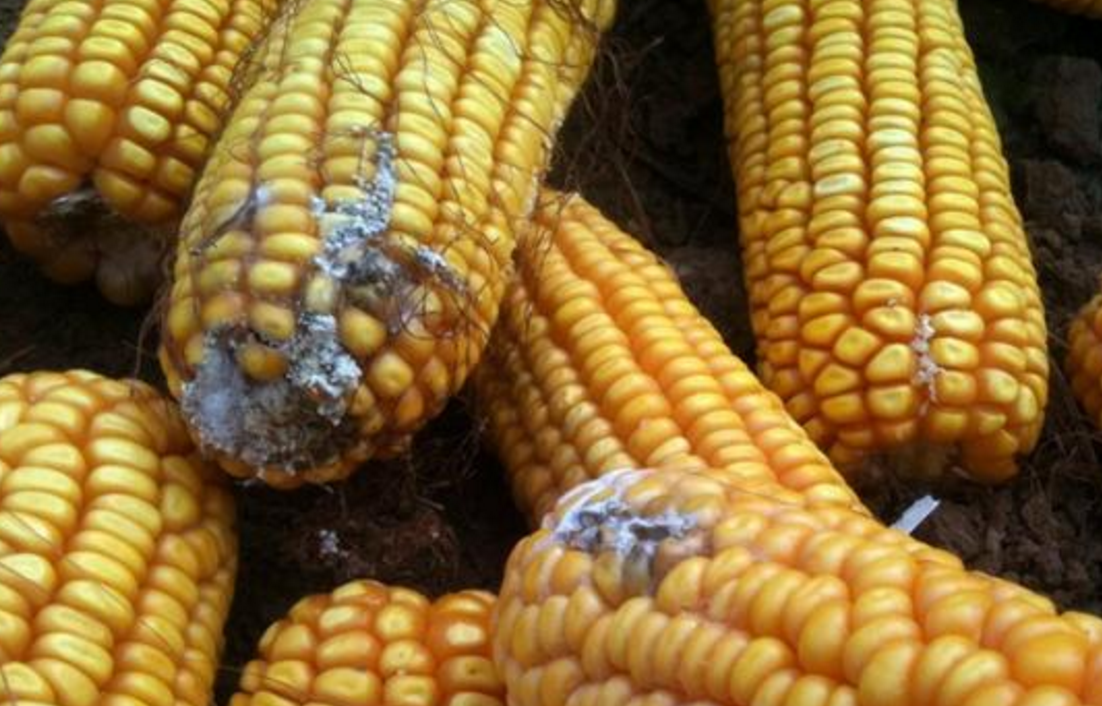 十大高效脱霉剂排行榜：全面解析主流脱霉剂种类与性能对比
