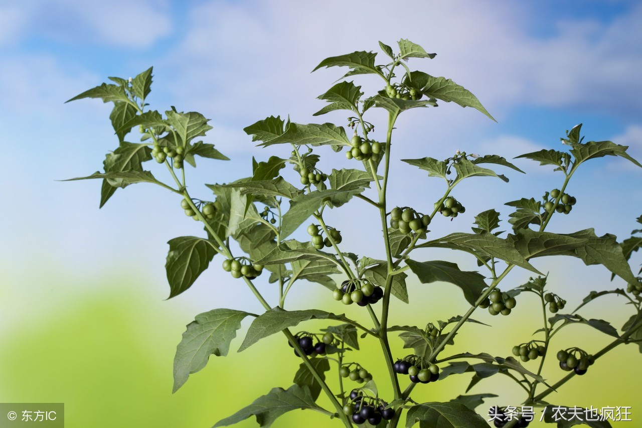 农村形似葡萄的小野果,有人爱吃有人不敢吃,在你家乡叫什么?