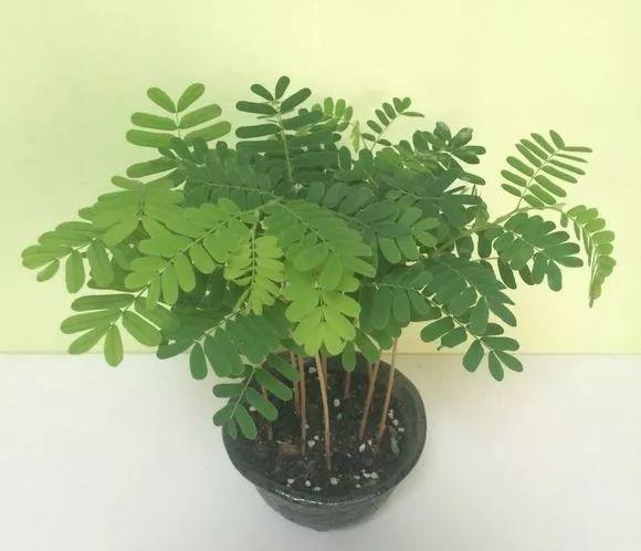 6,不久之后,罗望子就长成一盆小盆栽啦!5,一周后,萌芽的罗望子.