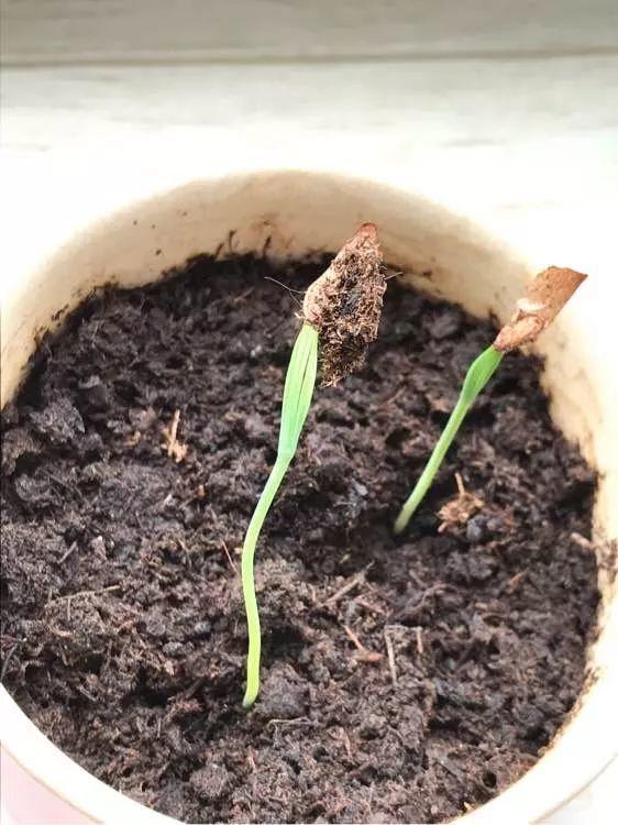 菠萝蜜籽怎么种(路边落的种子捡回家,泡一泡丢盆里,没想到长成了
