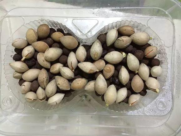 菠萝蜜籽怎么种(路边落的种子捡回家,泡一泡丢盆里,没想到长成了