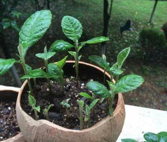 菠蘿蜜籽怎麼種(路邊落的種子撿回家,泡一泡丟盆裡,沒想到長成了