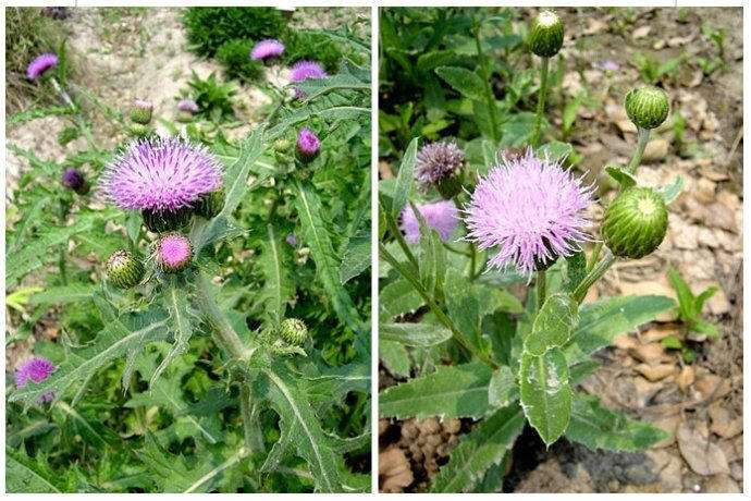 蓟草的功效与作用(农村常见野草) - 行就行