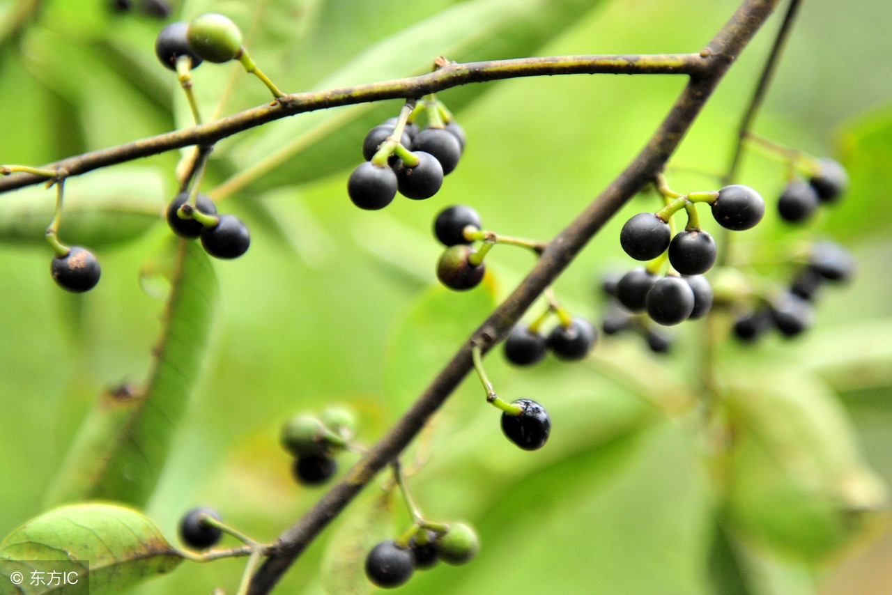 中药材胡椒：温中止痛，驱除积气，附中医药膳养生方