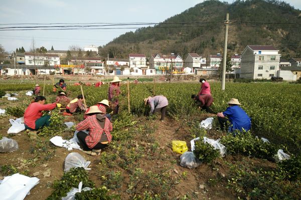 做了这么久的苗木采购，这些技巧与方法你get到了吗？快来学……