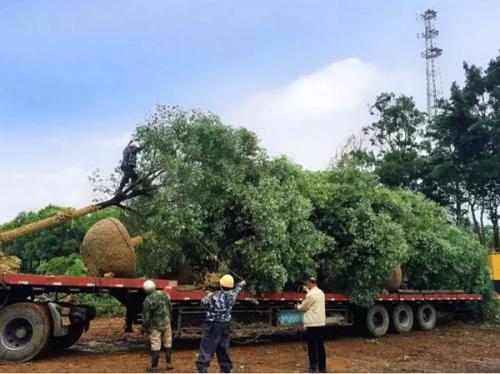 做了这么久的苗木采购，这些技巧与方法你get到了吗？快来学……