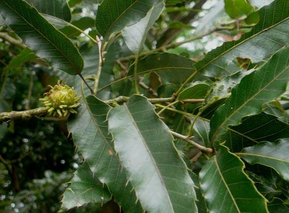 青杠树果实能吃吗 -生活知识库-动动脑