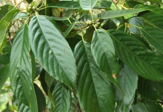 青杠树果实能吃吗 -生活知识库-动动脑