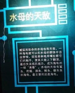 小大使实践报告：关于水母，那些你不知道的事