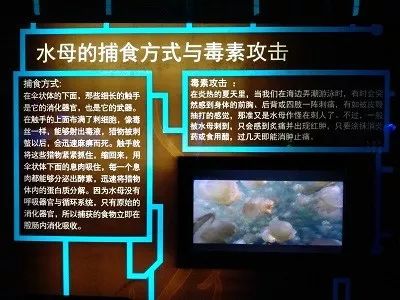 小大使实践报告：关于水母，那些你不知道的事