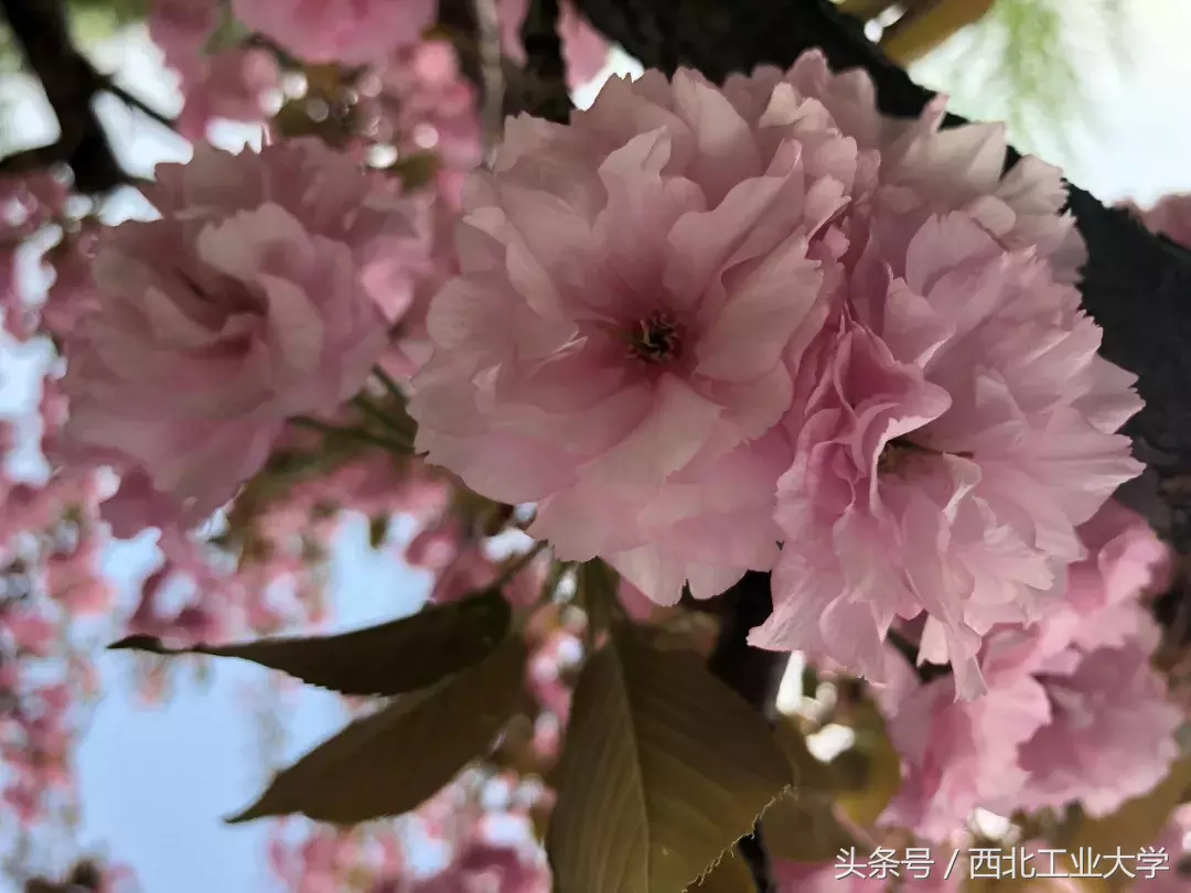 西工大“校花”知多少