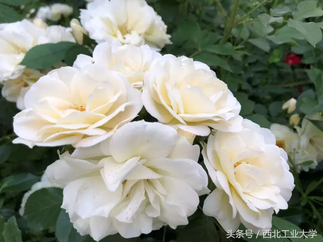 西工大“校花”知多少