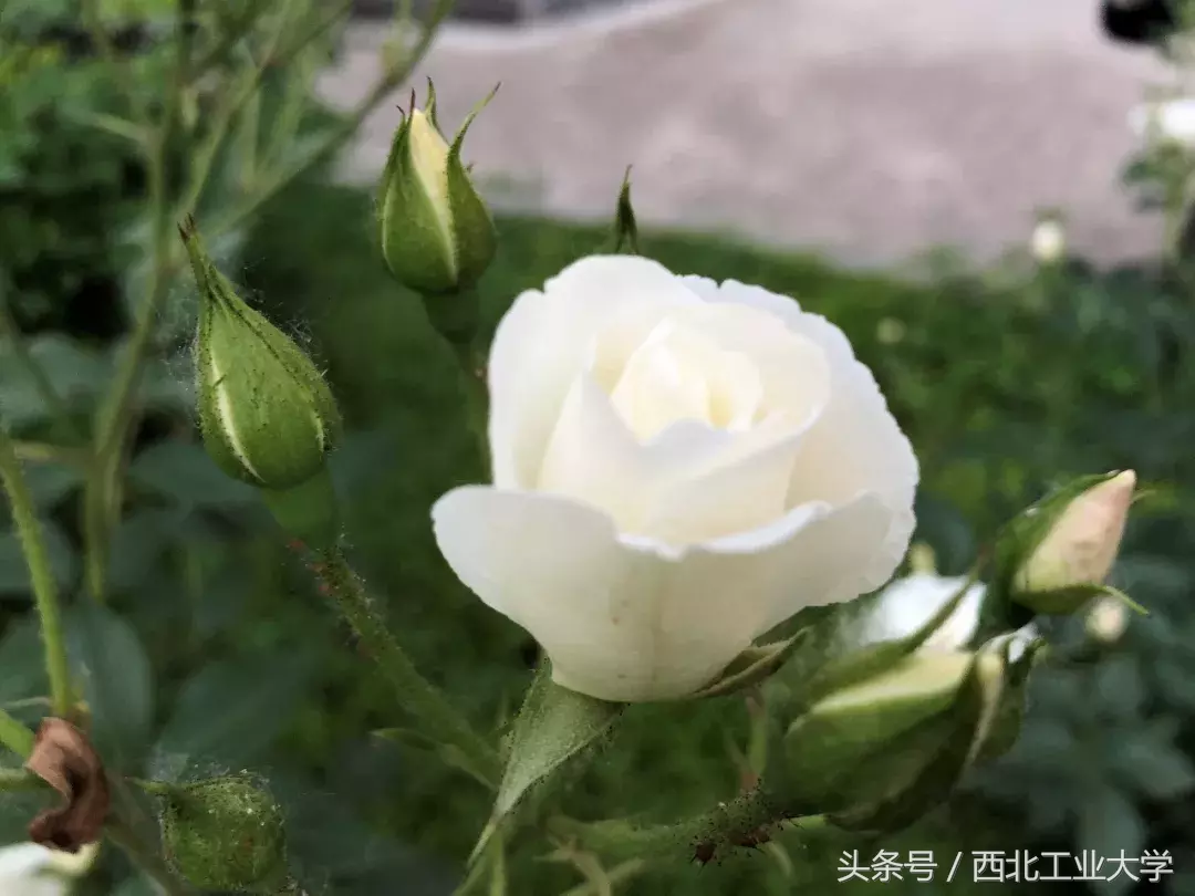 西工大“校花”知多少