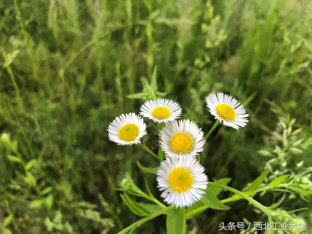 西工大“校花”知多少